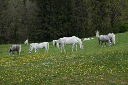 Lipizzaner on the pasture in spring . Lipizzaner auf der Weide im Fr&uuml;hjahr