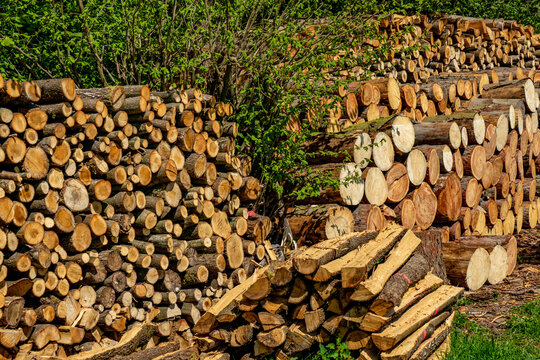 Frisch ges&auml;gtes Brennholz am Waldrand