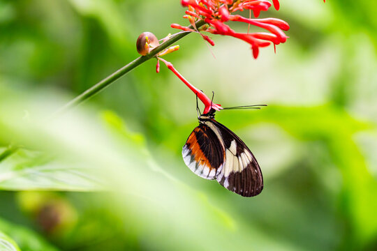 Papillon monarque suspendu t&ecirc;te en bas &agrave; une fleur rouge allong&eacute;e dans un environnement naturel lumineux et verdoyant.
