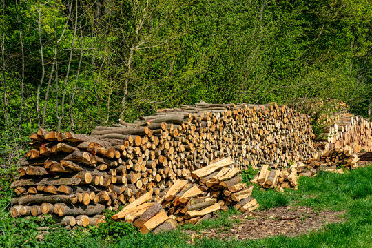 Frisch ges&auml;gtes Brennholz am Waldrand