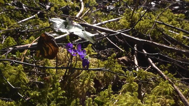Delicate purple liverwort flower, also known as hepatica nobilis, blooming among green moss and fallen twigs on the forest floor, gently swaying in the sunlight of an early spring day