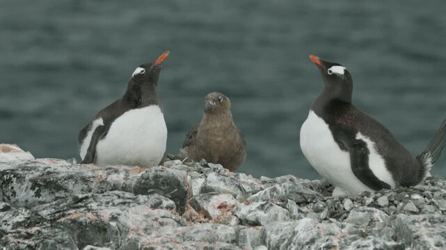 Skua attacks Gentoo penguin nest on rocky Antarctic shore in intense wildlife predator confrontation sequence
