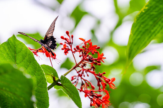 Papillon noir aux ailes frang&eacute;es butinant une grappe de fleurs rouges &eacute;clatantes au c&oelig;ur d'un feuillage vert luxuriant.