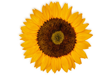Obraz premium Sunflower blooms in bright yellow with dark center in full view during daylight time showing natural beauty