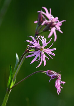 Lychnis Fleur-de-Coucou (Silene flos-cuculi)
