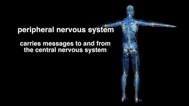 Peripheral nervous system and its division.
