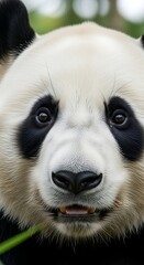 Obraz premium Giant Panda Close Up Portrait, Focused, Detailed, Natural, Beautiful.