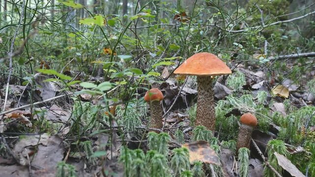 Leccinum aurantiacum mushrooms growth among fallen leaves and green moss in woodland setting. Sylvan scene smooth motion view around small and big vibrant orange capped forest mushrooms. 4K UHD 2160p