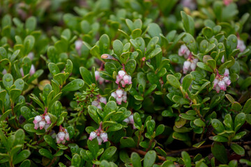 Fototapeta premium Blooming bearberry (Arctostaphylos uva-ursi) with delicate pink flowers in natural habitat