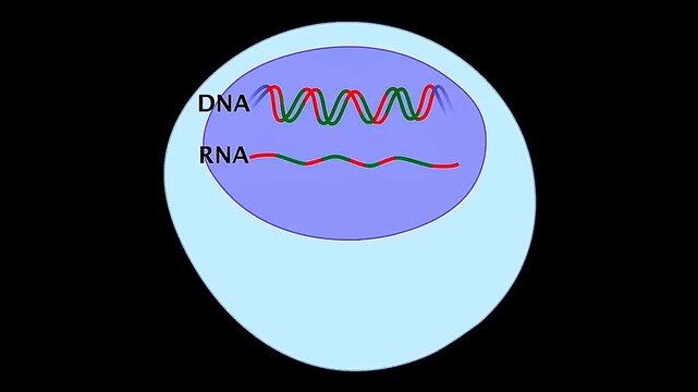 DNA transcription and translation