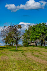 Fototapeta premium Frisch gemähtes Baumgrundstück im Frühling