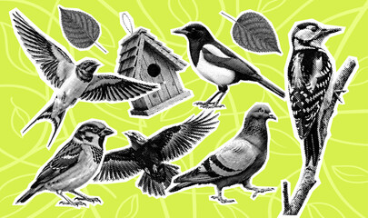 Obraz premium Vintage Birds Set: Woodpecker, Sparrow, Swallow, Pigeon, Magpie, and Nesting Box, Retro Collage in Halftone Style