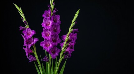 Obraz premium Vibrant purple gladiolus blooms rising with lush green stems against a deep black background with open copy space, dramatic contrast light, elegant botanical atmosphere, ultra-realistic, no logos.