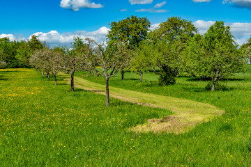Naklejka premium Frisch gemähtes Baumgrundstück im Frühling