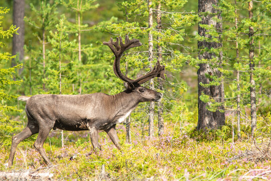 Dark-coated reindeer (Rangifer tarandus) with large antlers moving along sparse forest edge, Northern Sweden