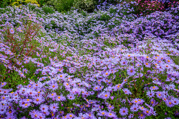 Fototapeta premium Flowers bloom in a garden with purple petals during spring time
