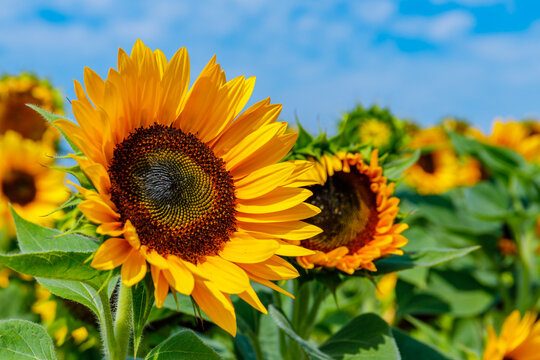 Sunflowers bloom in a field under a blue sky in the afternoon sun during the summer season