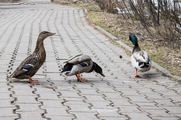 Fototapeta premium A Trio of Ducks foraging along a paved path by the water, displaying their vibrant plumage and curious behavior in the serene park environment.