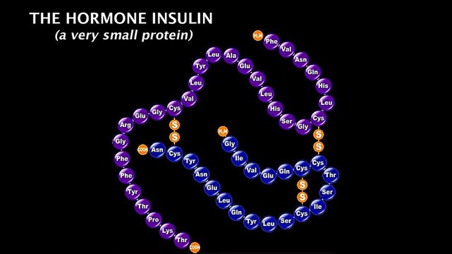 The hormone insulin
