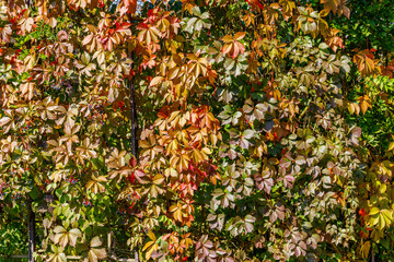 Fototapeta premium Colorful autumn leaves on a wall in a garden during a sunny day in October providing a seasonal view