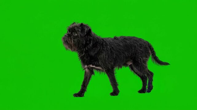 Affenpinscher dog walking isolated on a solid green background for vfx projects