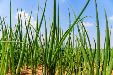 Fototapeta premium Green onion plants grow in a field under a clear blue sky during the day with clouds in the background