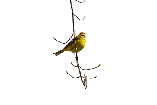 Palm Warbler, Setophaga palmarum, makes an appearance for Spring migration on a sunny afternoon
