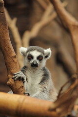 Fototapeta premium The animal in the image is a Ring-tailed lemur (Lemur catta), a primate native to the island of Madagascar. 