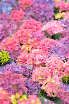 Hydrangea macrophylla mix flowers background, close up colourful floral pattern