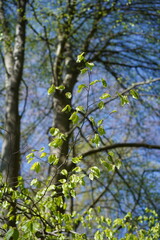 Fototapeta premium Einzelner Buchenzweig mit jungen Blättern im Frühling bei Sonnenschein