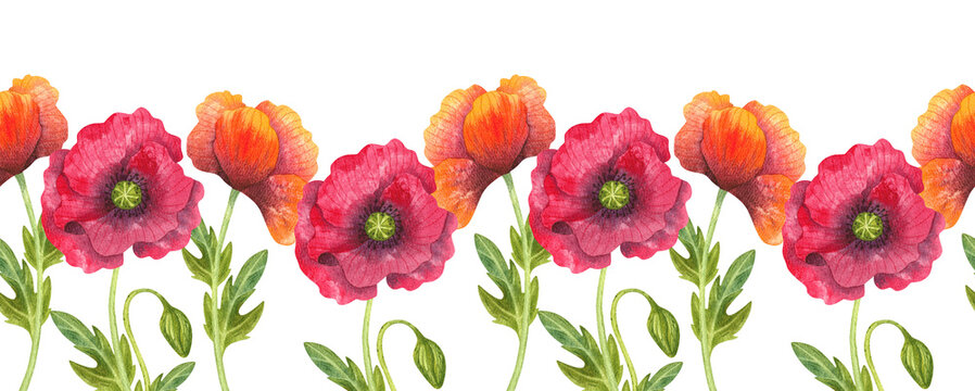 Vibrant red poppies, watercolor seamless border. Colorful hand drawn wildflower bouquet. Horizontal design with fresh flowers and plants.