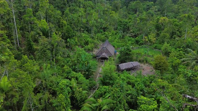 Rainforest of Siberut, mentawai islands, Indonesia