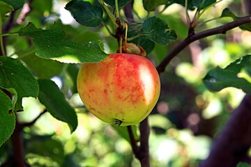 Obraz premium apples on tree