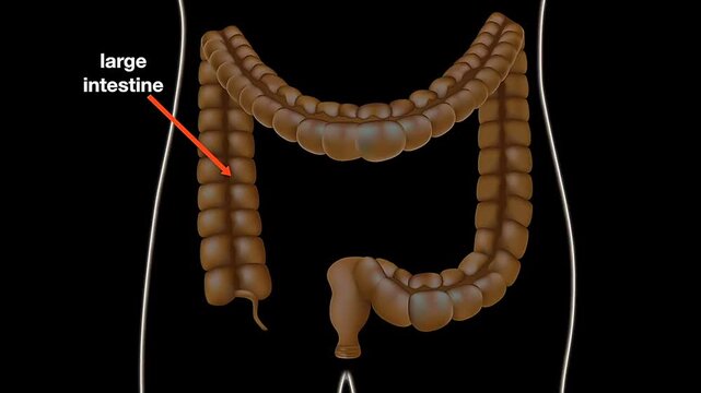 Digestion of food in the large intestine