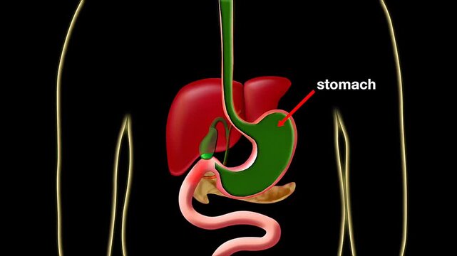 Digestion of food in the stomach