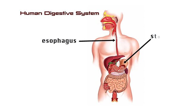 Human digestive system