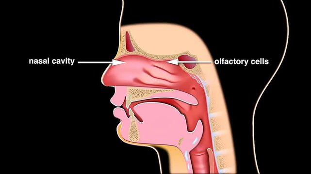 Nasal cavity and olfactory cells location in human body
