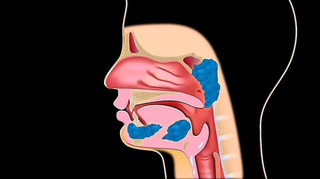 Production of saliva during food swallowing