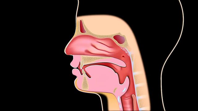Swallowing of food