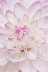 Fototapeta premium Floral still life of white floral petals, natural flowering texture background. Macro photo of fresh flower dahlia. Aesthetic flower head with close up petals with light pink edges, beauty of nature.