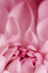 Obraz premium Abstract nature pattern of flower petals pink color, nature texture as natural background or backdrop. Macro flowery texture, colored aesthetic photo of blooming dahlia petal, trend botanical design.