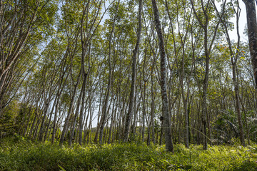 Fototapeta premium Latex rubber plantation or para rubber tree in southern Thailand