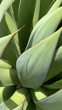 Agave attenuata or Fox tail  succulent plant green leaves close up in a tropical garden,4K vertical video.