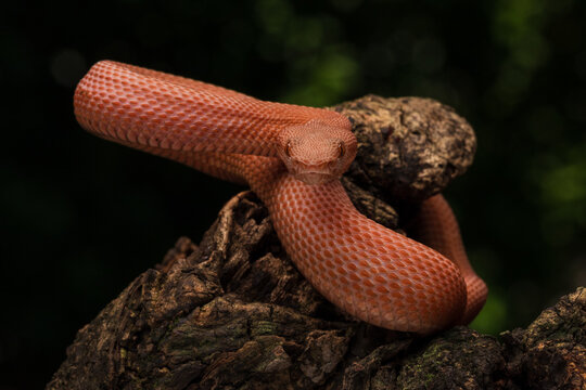 Mangrove Pit Viper also known as Trimeresurus purpureomaculatus