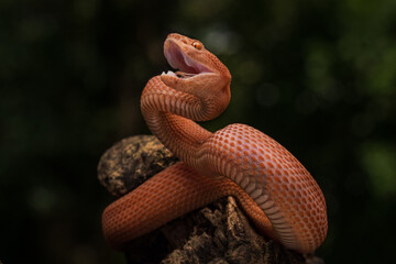 Fototapeta premium Mangrove Pit Viper also known as Trimeresurus purpureomaculatus