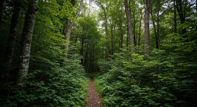 Dense green forest with a narrow dirt path through trees.