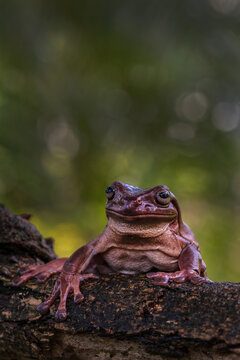 Dumpy Tree Frog