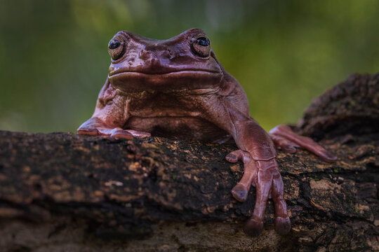 Dumpy Tree Frog