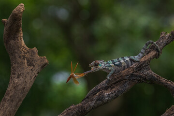 Panther chameleon also known as Furcifer pardalis © Steven Tessy