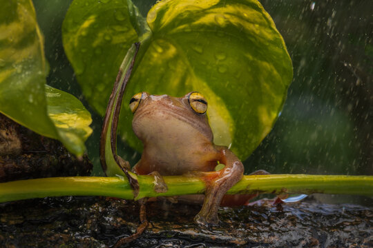 Harlequin Tree Frog also known as Rhacophorus pardalis